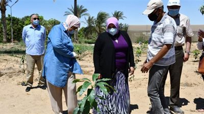 زراعة ٢٠٠ شتلة مانجو أصناف أجنبية بجامعة قناة السويس