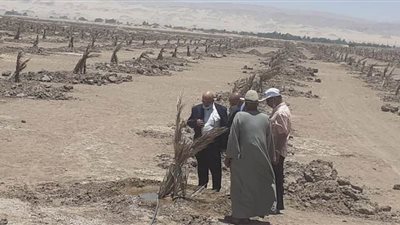 زراعة الوادي الجديد تدشن أول مزرعة لنخيل البرحي بمركز باريس | صور