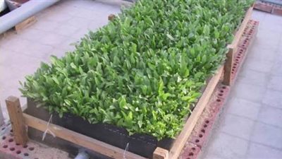 5 فوائد للزراعة المنزلية.. وكيف تشجع 