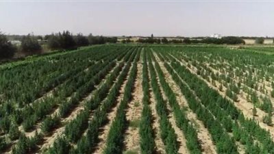 ضبط مزرعة بانجو على مساحة 25 فدانا في غرب النوبارية | صور