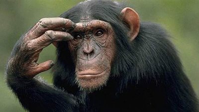 باحثون: الإنسان يستطيع فهم مشاعر الشمبانزي من خلال صرخاته