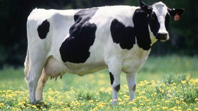 دراسة: الأبقار أمل البشر للوقاية من كورونا
