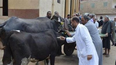 تحصين 227 ألفاً و 755 رأس ماشية ضد الحمى القلاعية بالمنوفية