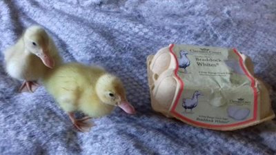 امرأة تقوم بتفقيس 3 فراخ بط من بيض مباع في المتجر | فيديو