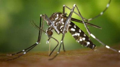 بعد كورونا.. 