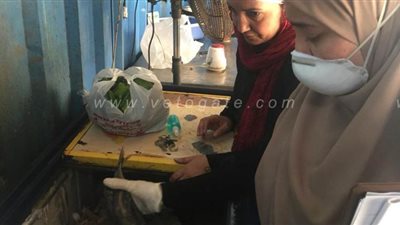 ضبط لحوم غير صالحة في حملة تموينية بالمنصورة