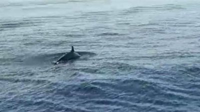 البيئة ترصد مجموعة من الدرافيل النادرة بمياه البحر الأحمر | فيديو وصور