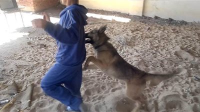 استعجال تقرير الطب البيطري حول كلب هاجم طفلا بالتجمع