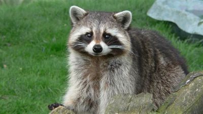 عندما يتقمص حيوان الراكون دور كلب الراعي |  فيديو