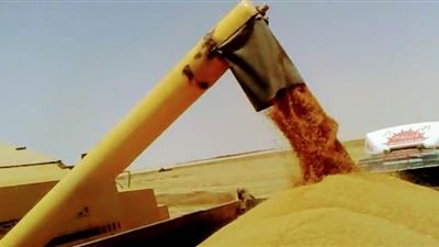 الذهب الأصفر.. مبادرة تحويل الوادي الجديد إلى 