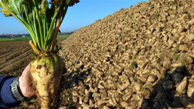 الزراعة: 60 ألف طن بنجر سكر متوقع حصادها من مشروع غرب المنيا
