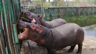 مدير حديقة الجيزة يوضح حقيقة رصد إصابات كورونا بين الحيوانات