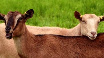 أمريكية ترفع دعوى إثبات أبوة ضد 