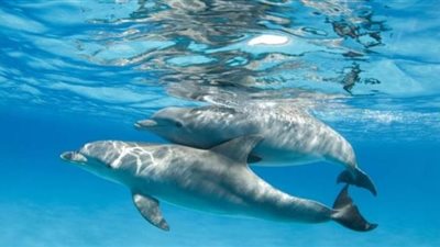 حظر الشباك العائمة لحماية الدلافين من الانقراض في نيوزيلندا