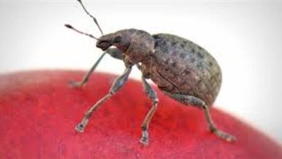 تفسير حلم البرغوث وعلاقته بالخلافات الزوجية والحصول على مال حرام