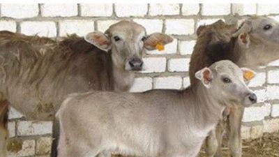 الزراعة: 187 مليون جنيه تمويلاً جديداً لمشروع البتلو لصغار المربين والمزارعين