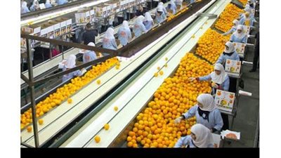 ارتفاع صادرات مصر الزراعية إلى أكثر من 3.4 مليون طن