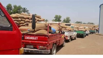 توريد 220 ألف طن قمح للشون والصوامع ببني سويف