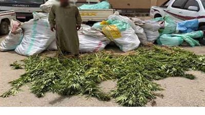 سقوط 5 عناصر إجرامية بحوزتهم 145 كيلو بانجو قبل ترويجها في الشرقية والإسماعيلية