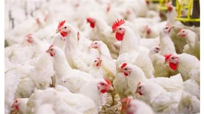 بورصة الدواجن العمومية 2020/6/27