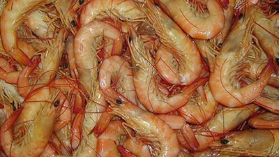 «الجمبري جامبو » يسجل 185 جنيها بسوق العبور