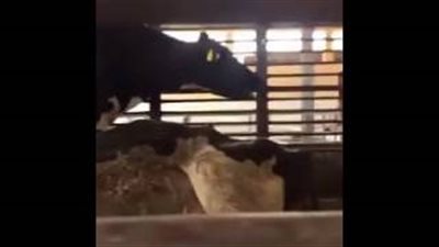 بالفيديو.. «مسلخ» في السعودية يستقبل بقرة نافقة للذبح