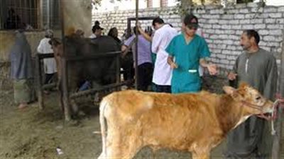 ذبح 265 ألف رأس ماشية في المجازر الحكومية خلال مارس