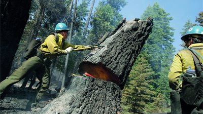 أستراليا تحارب ضد تدمير الغابات ومساكن حيوان الكوال
