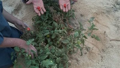 زراعة 67 شجرة ليمون وجوافة بقرية «العقال القبلي» في أسيوط