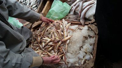 بالصور.. إعدام 440 كيلو كبدة وأسماك فاسدة في الشرقية