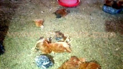 بالفيديو.. خسائر فادحة لـ «مزارع قرية برما» بعد ارتفاع أسعار «الدواجن»