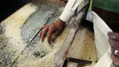 الغرفة التجارية بالشرقية: توقعات بانخفاض سعر الأرز في سبتمبر