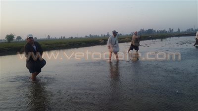 بالفيديو.. «فلاحو الدقهلية».. محاربون من أجل لقمة العيش الحلال