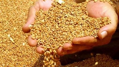 ضبط 7 أطنان قمح فاسد في المنيا