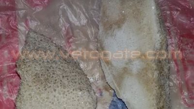 بالصور.. توزيع سكر تمويني غير صالح للاستهلاك على المواطنين بالشرقية