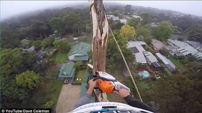 بالفيديو والصور.. أخطر تقليم لشجرة ارتفاعها 40 مترا