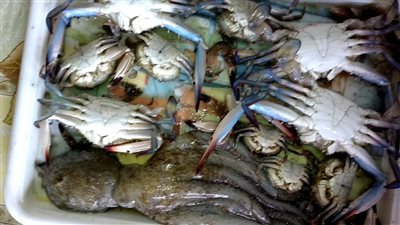 «الكابوريا» تسجل 36 جنيها بسوق العبور.. اليوم