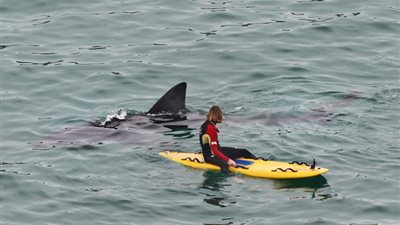 بالصور.. لقطات مروعة لقرش ضخم يظهر خلف اثنين من راكبي الأمواج