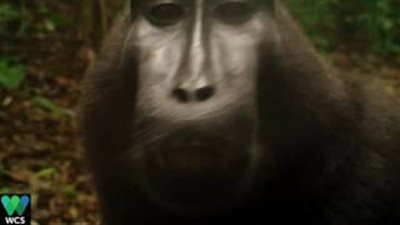 بالفيديو.. لقطات طريفة لقرد يتكلم أمام كاميرا