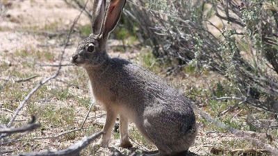 صيد الأرانب.. أحد طقوس عيد القيامة في نيوزيلندا
