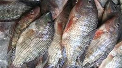 «البلطي» يسجل 12 جنيهًا بسوق الجملة