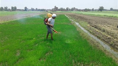 الحكومة تحرق مساحات الأرز المخالفة بالمبيدات