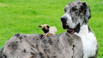 بالصور.. لقاء يجمع بين أطول كلب في العالم مع أصغر كلبة