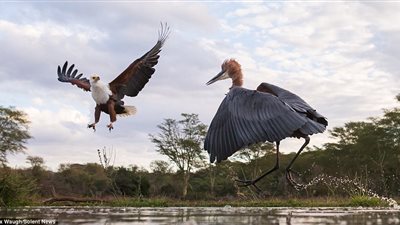 بالصور.. معركة شرسة بين طائر مالك الحزين ونسر
