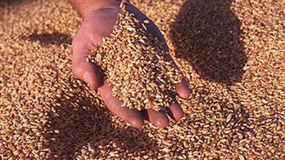 توريد 209 آلاف طن قمح بالقليوبية