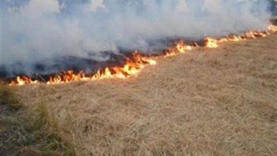 «البيئة»: السيطرة على 56 حريقا لقش الأرز بالبحيرة