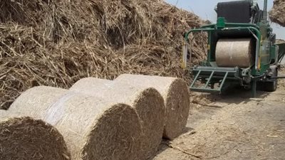 «البيئة»: جمع 16 ألف طن قش أرز بكفر الشيخ والغربية