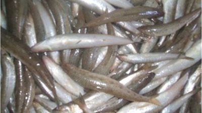 سمك «المكرونة خليجى» يسجل 19 جنيها بسوق العبور