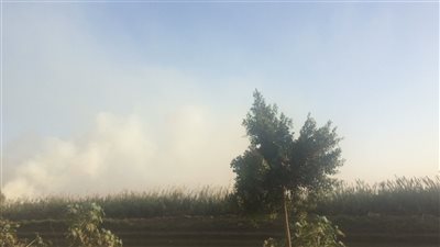 بالصور.. تصاعد أدخنة حرق قش الأرز بالدقهلية