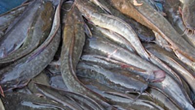 تفاصيل العثور على «قراميط» داخل غرفة عمليات مستشفى خاص بالدقهلية.. لجنة تفتيش تعثر على «أسماك فاسدة» في حوض غسيل «أدوات الجراحة».. أدوية منتهية الصلاحية.. و«الصحة